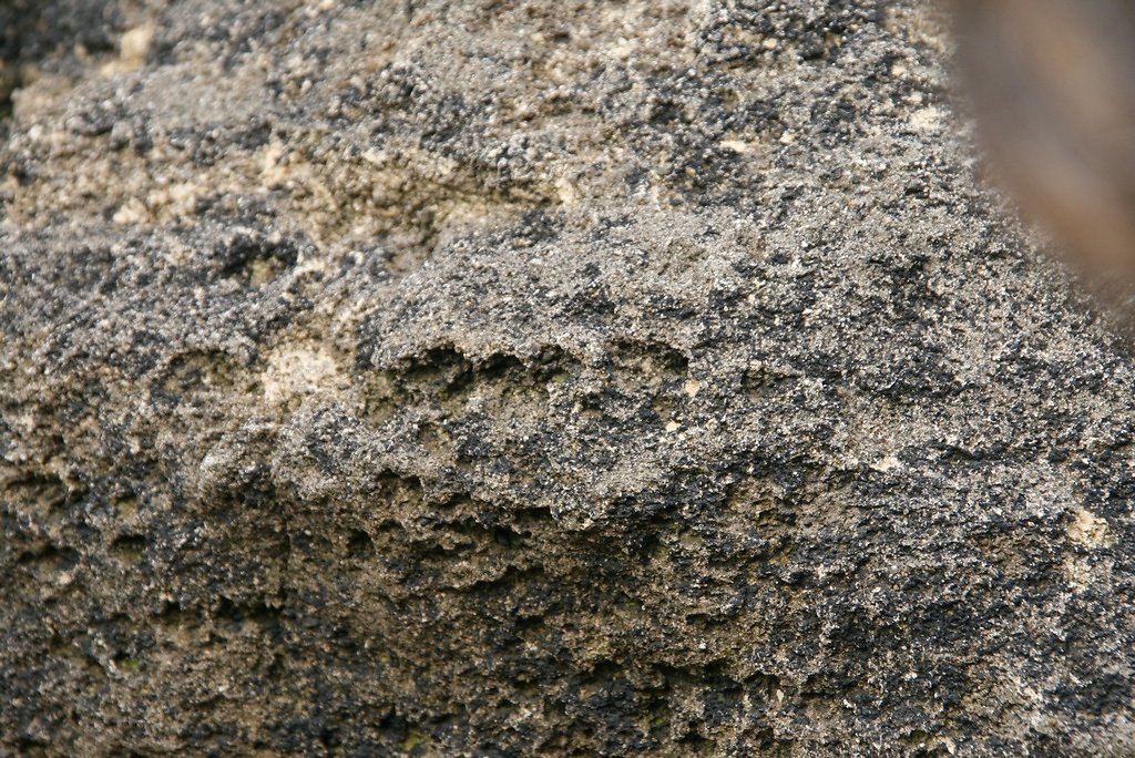 de nombreux coqquillages vivent sur les rochers