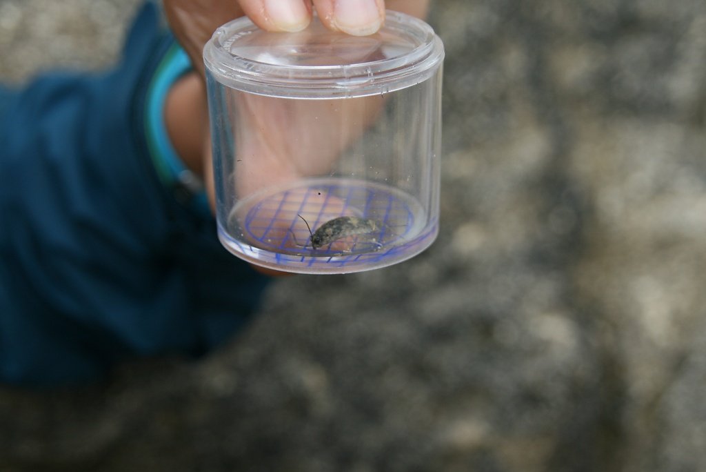 La Ligie, Ligia oceanica
