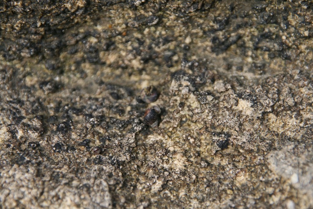 littorines bleues, Melaraphe neritoides