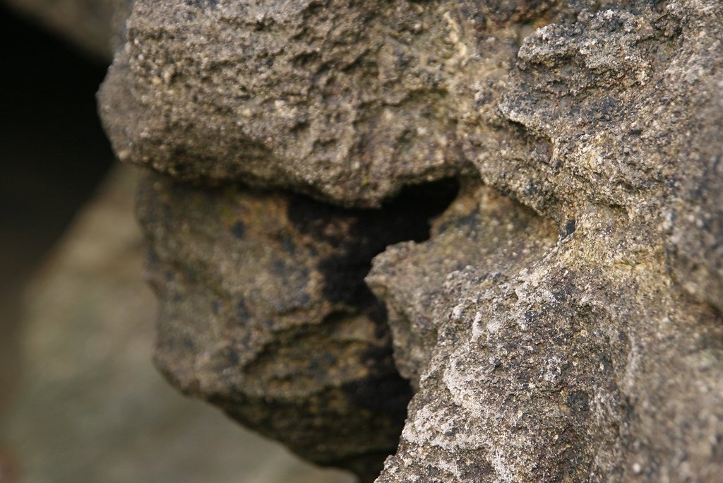 algues rouges Catenella caespitosa dans une partie ombragée