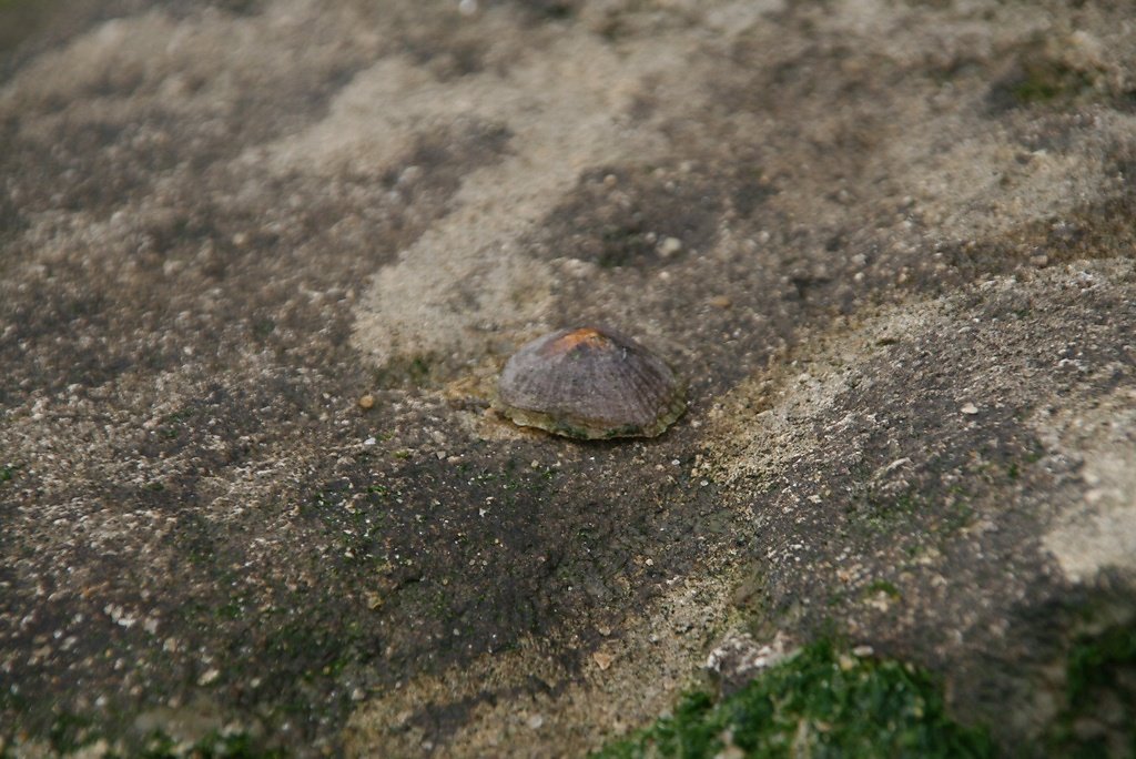 patelle sur son lieu de vie arrimée à son rocher