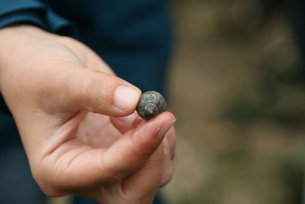 bigorneau, littorina littorea
