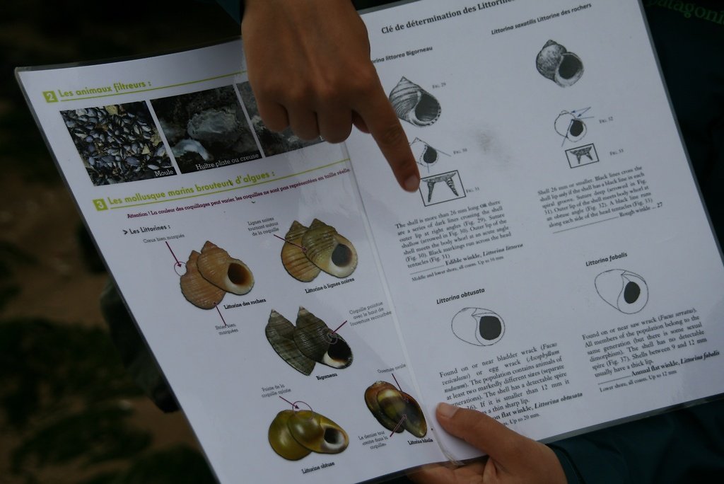les différentes espèces de littorines