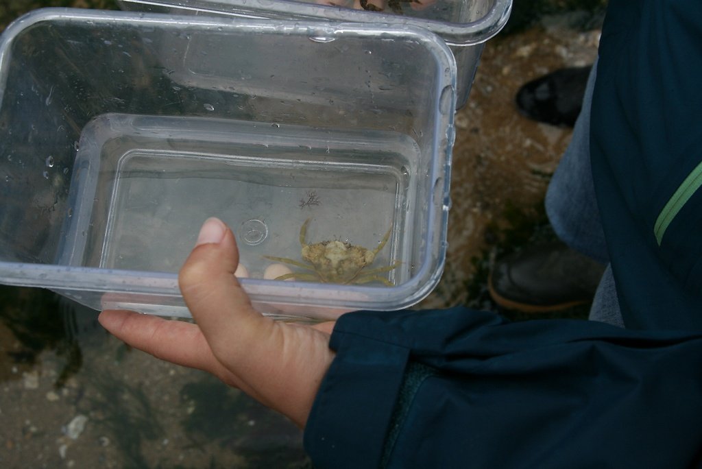 petit crabe vert, carcinus maenas