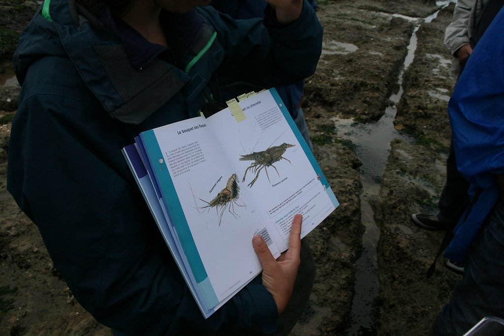 la crevette locale palaemon à rostre pointu 