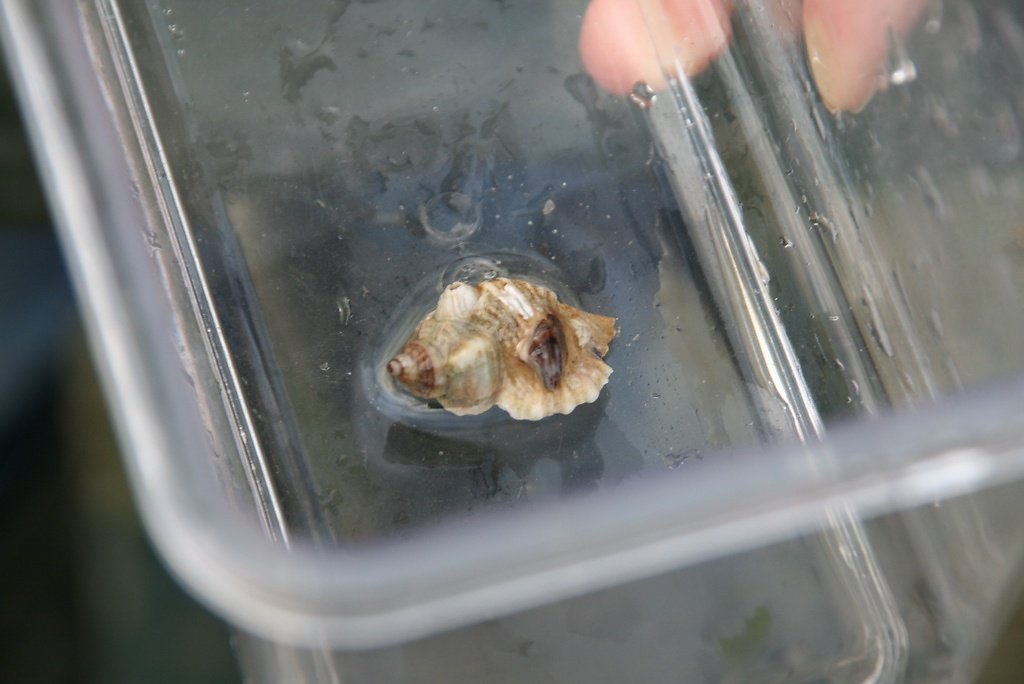 balane fixé sur coquille de bigorneau perceur