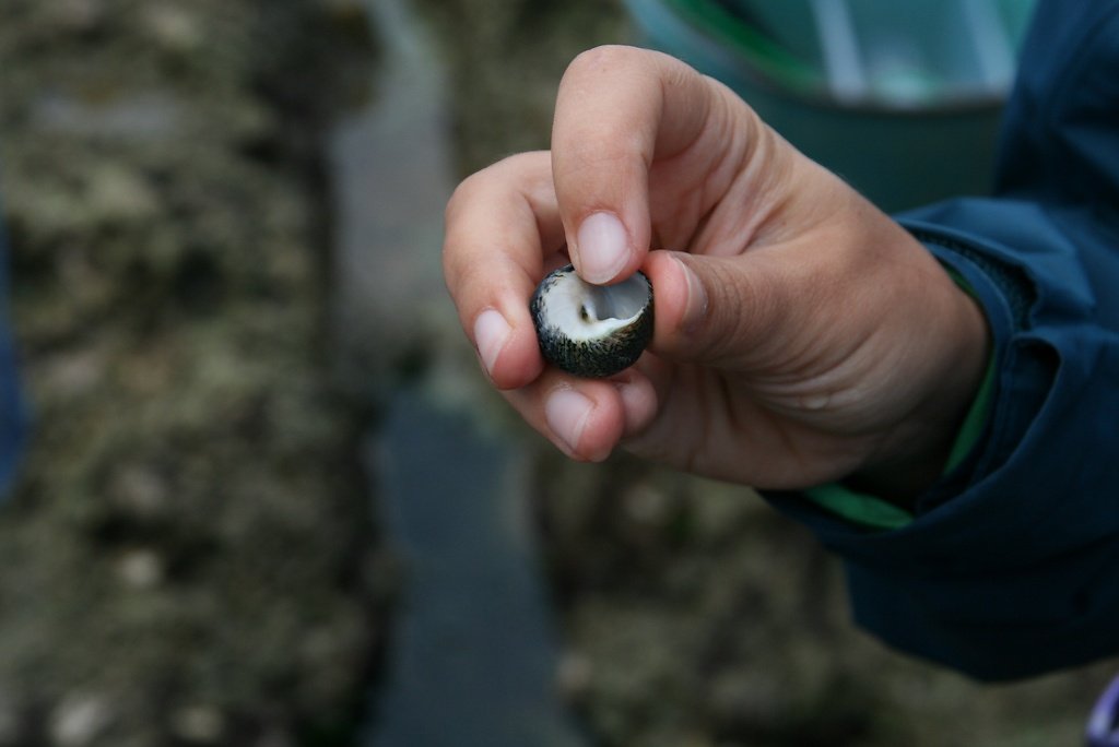 monodonte phorcus lineatus