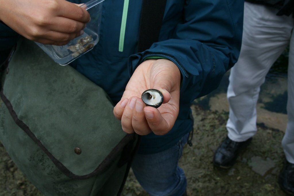 monodonte, phorcus lineatus