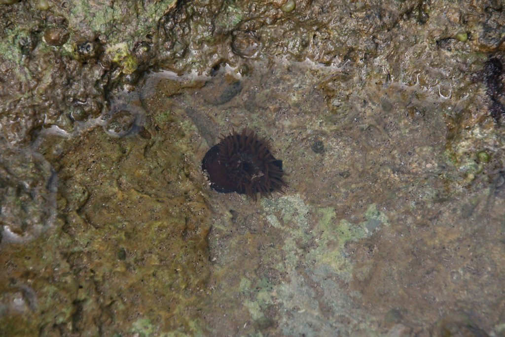 anémone commune actinea equina