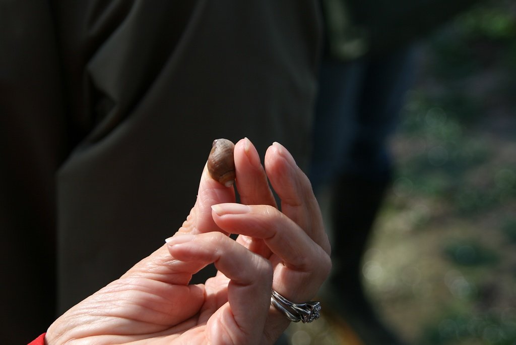 le pourpre nucella lapillus