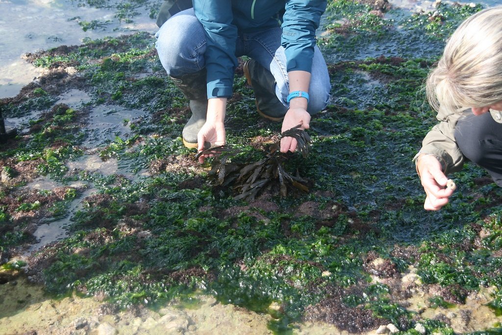 algues brunes à thalle denté fucus serratus