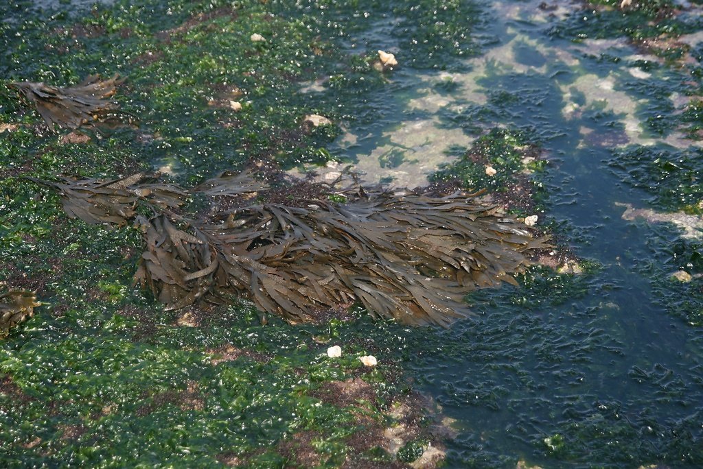 nombreuses sur ces rochers découvrant