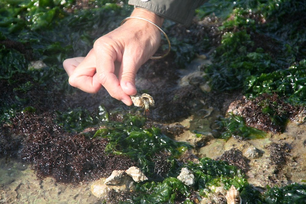 coquille de bigorneau perceur  son habitant