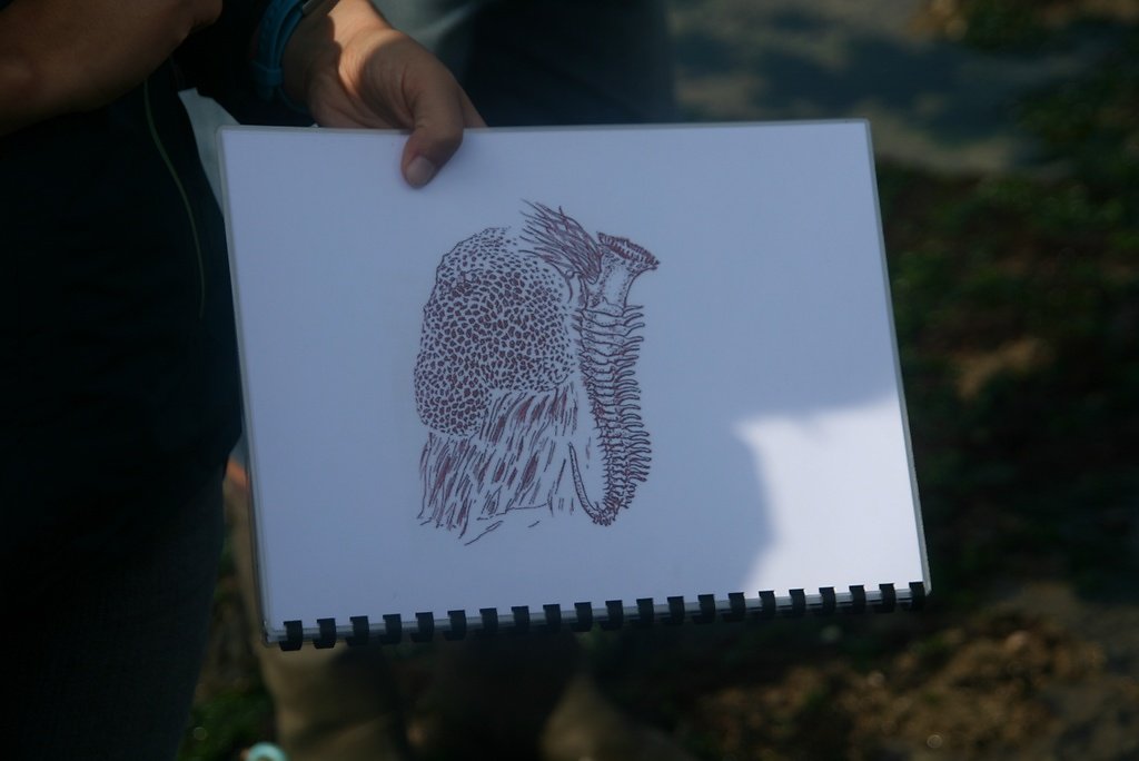 vers hermelle sabellaria alveolataformant des recifs