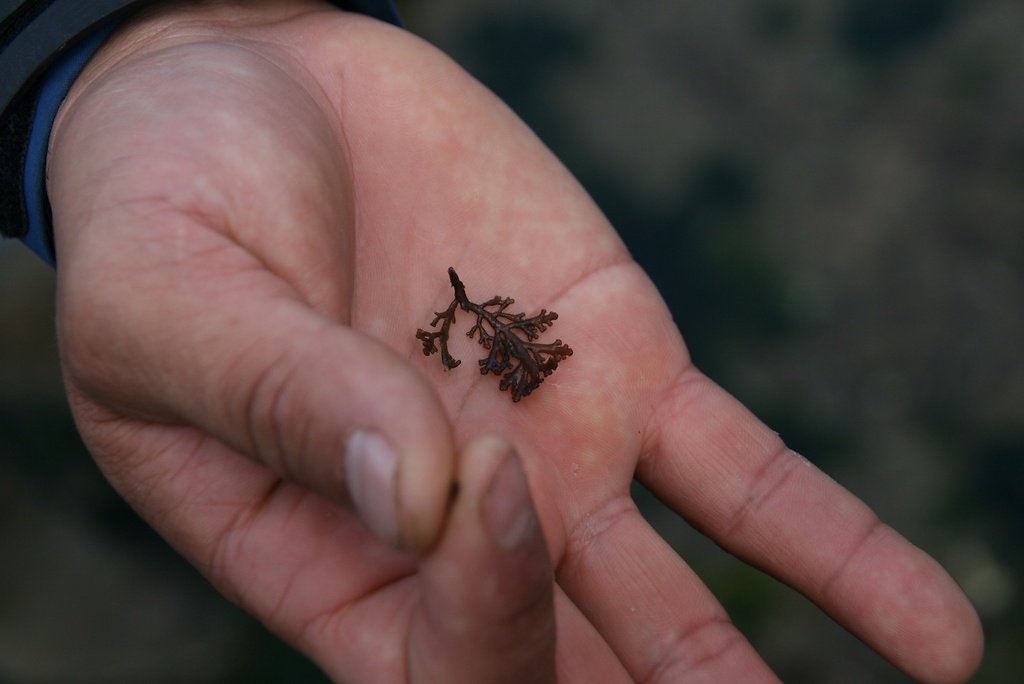 algue rouge poivrée, osmundea pinnatifida