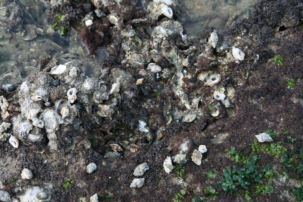 très nombreux coquillages de bigorneux perceurs
