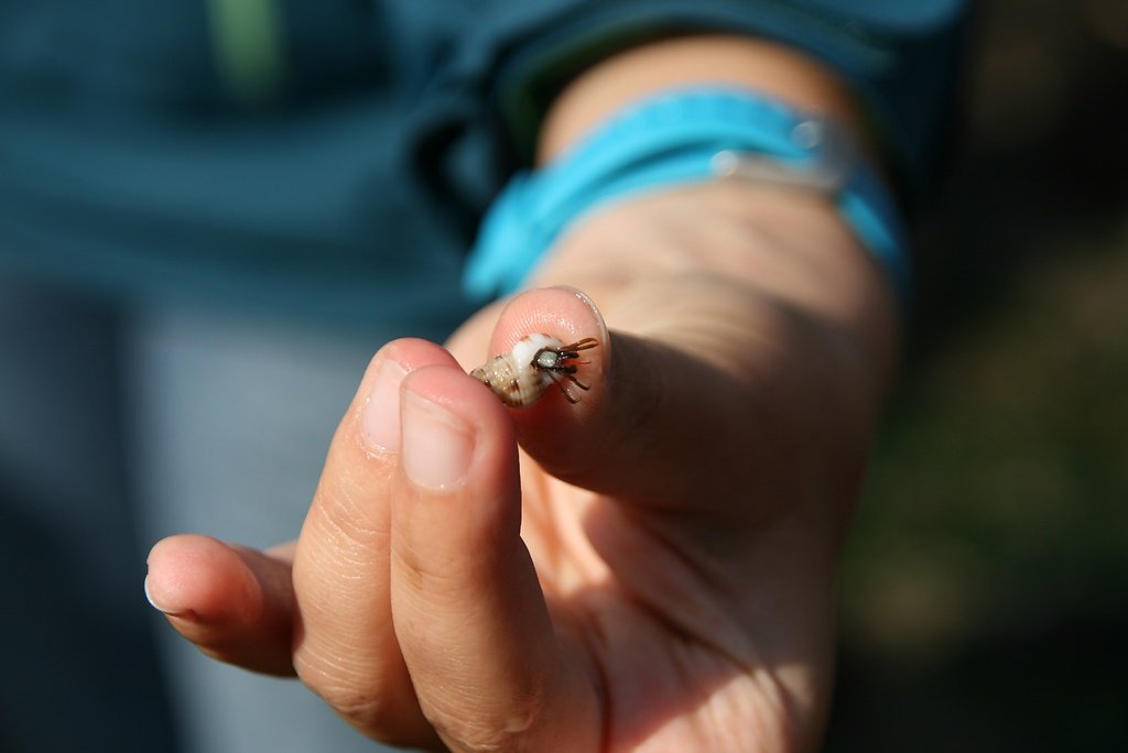 Nasse et son bernard l'ermite