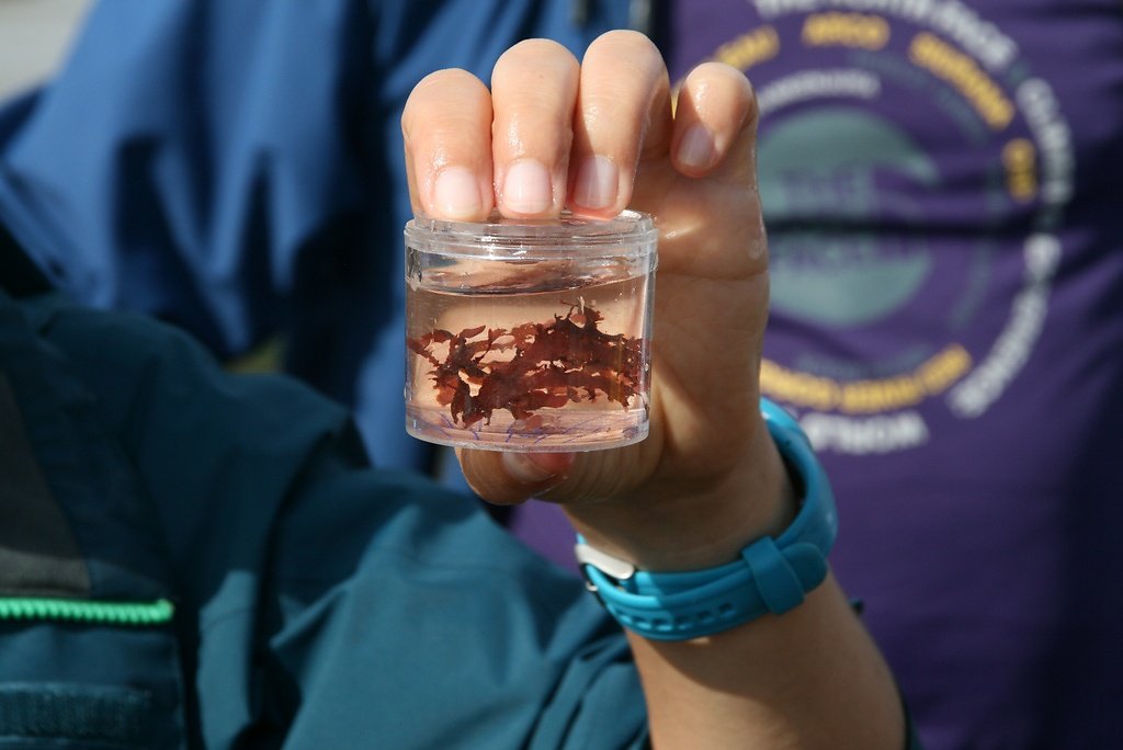 fine algue rouge du bas de l'estran cryptopleura ramosa