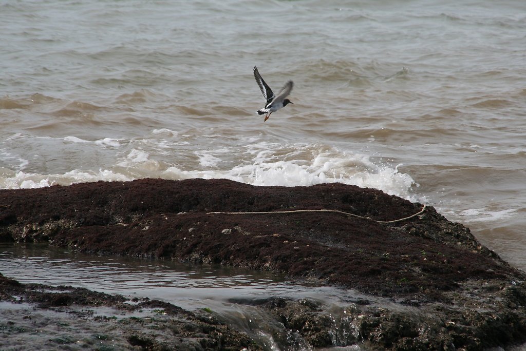 tournepierre collier en vol
