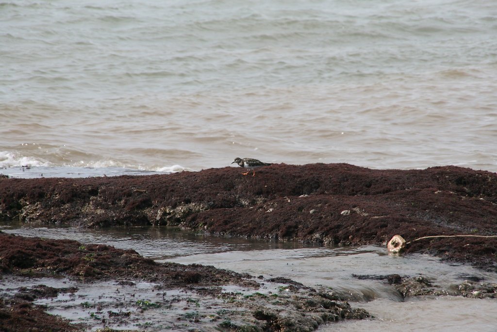 tournepierre à collier