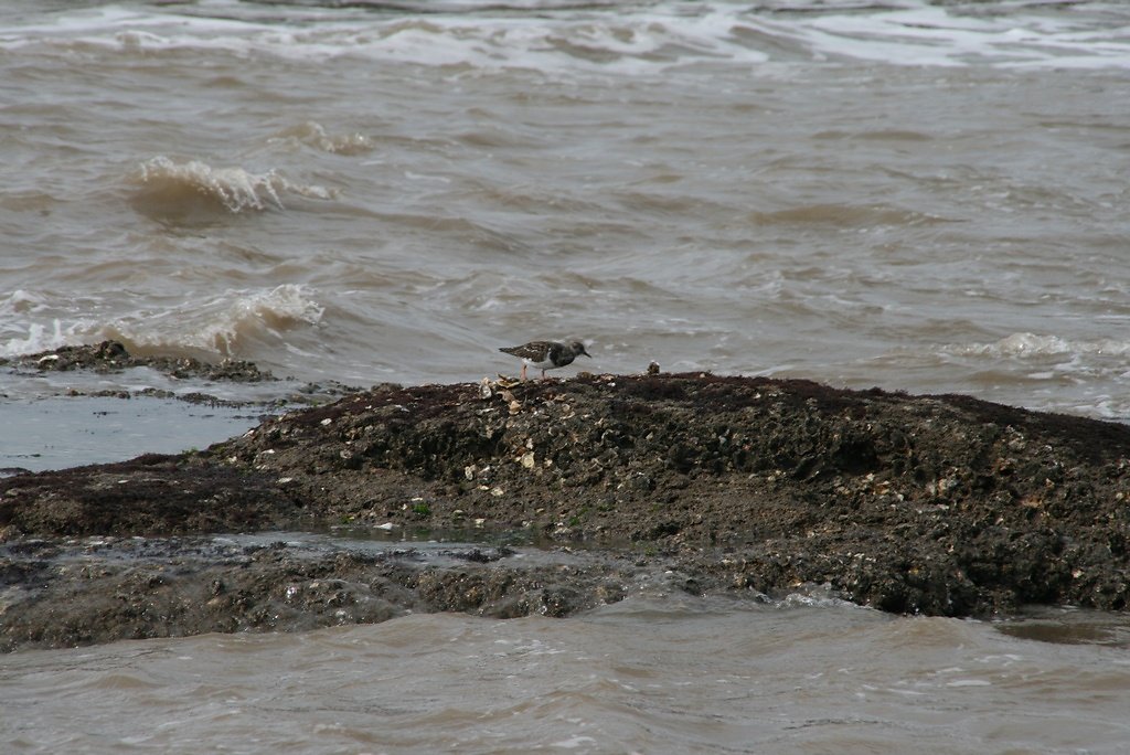 tournepierre à collier