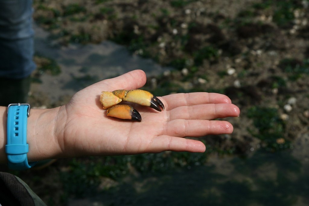 pinces d'un crabe verruqueux eriphia verrucosa