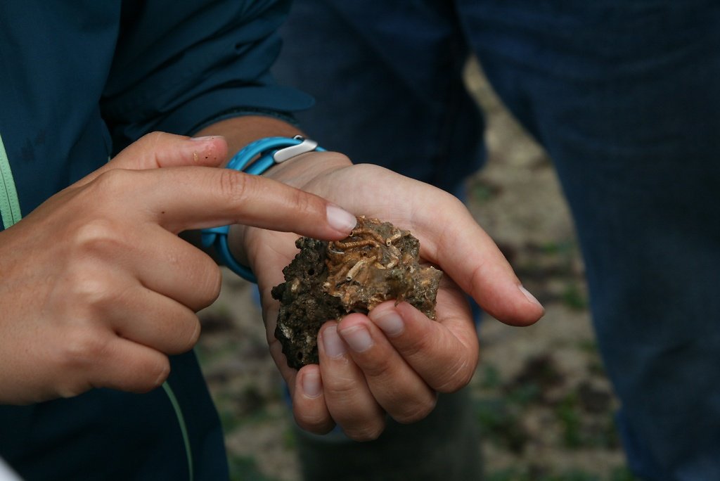 tubes calcaires des vers spirobranchus