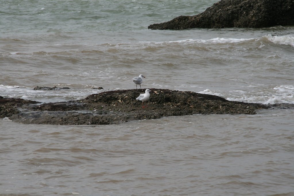 mouette rieuse (premier plan et mouette mélanocéphale (second plan)