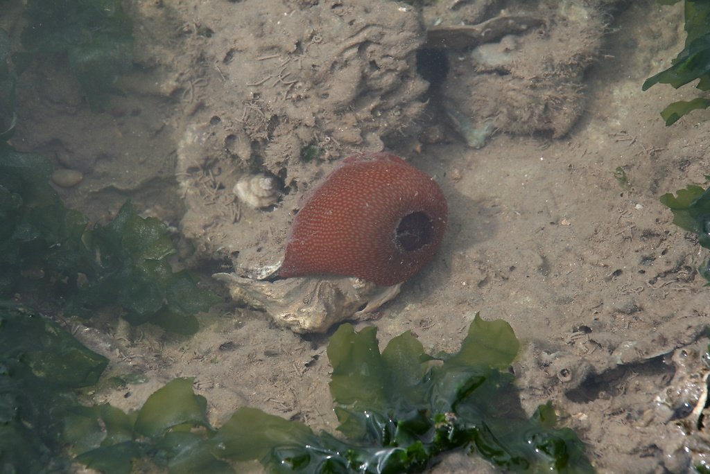 algue verte et  et anémone fraise, actinia fragacea