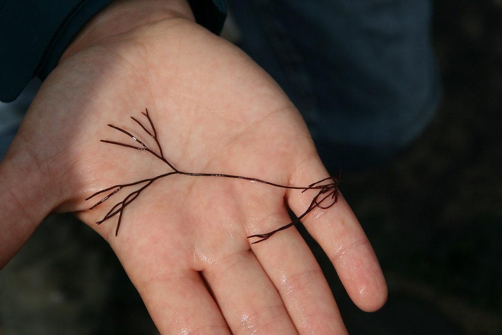 algue rouge cylindrique, olyides totunda