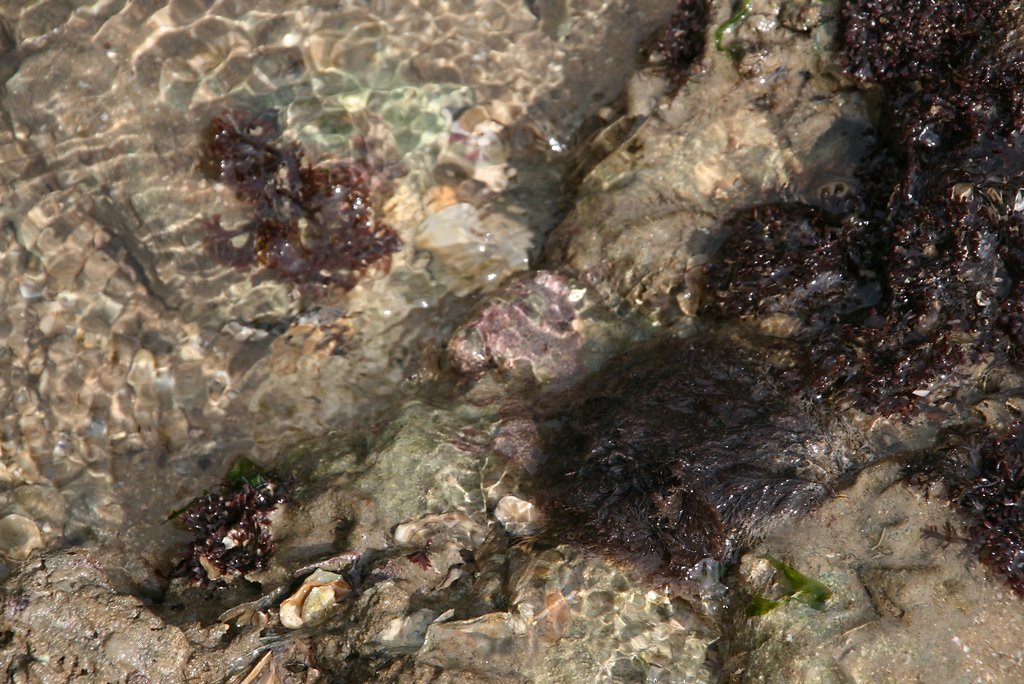algue rouge encroutante (au centre) adhérante au rocher
