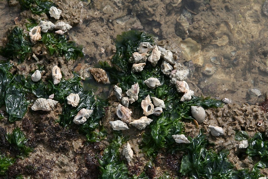 nombreuses coquilles de bigorneaux perceurs, pourpres et nasses occupées par des bernard-l'ermite