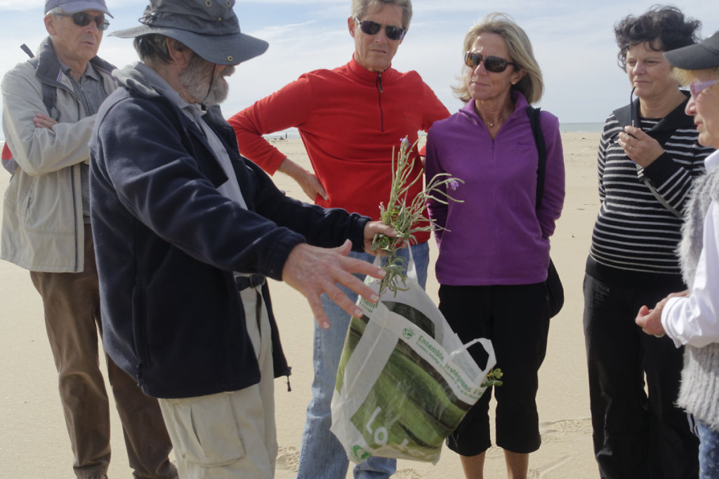 Giroflée des sables