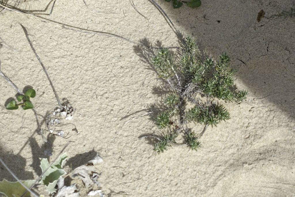 Immortelle des sables