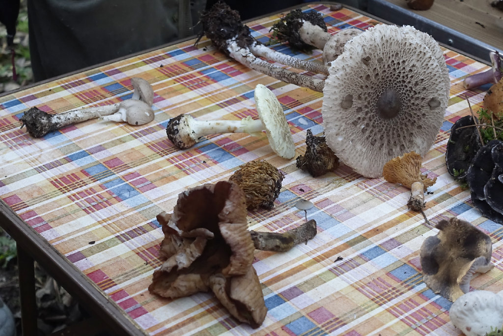 Au milieu une amanite citrine