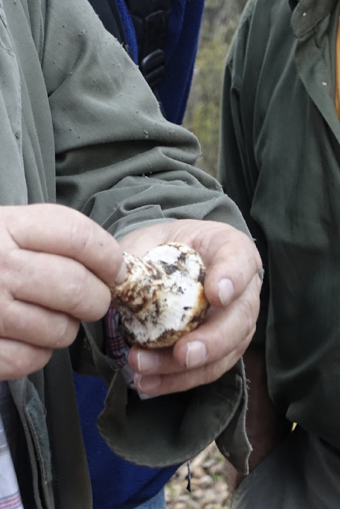 Tricholome caligatum