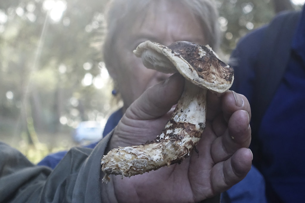 Tricholome caligatum