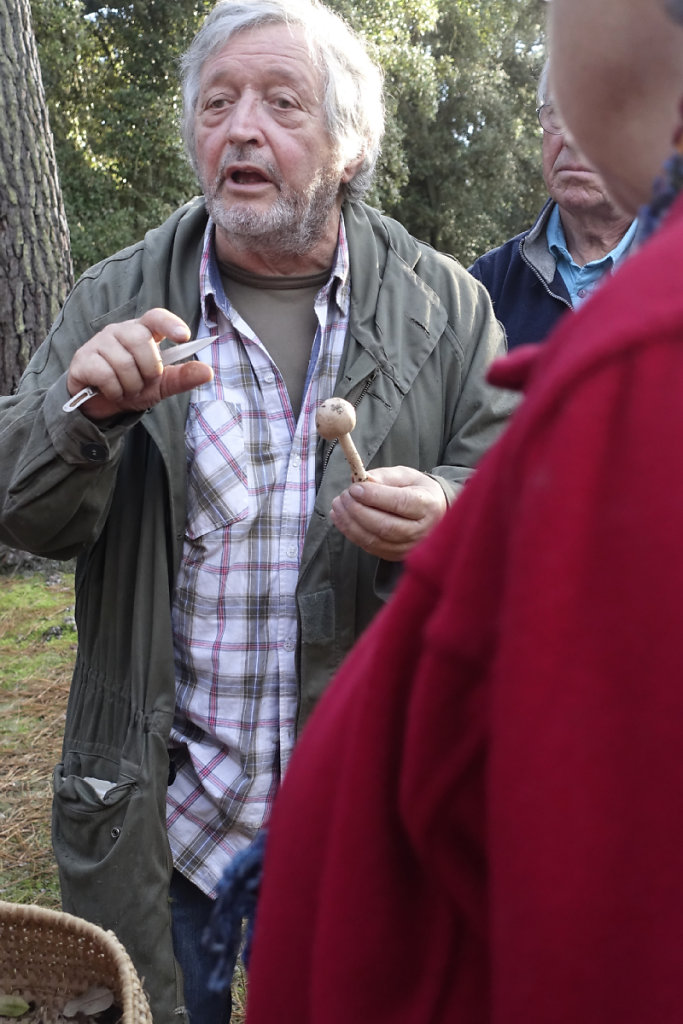 Macrolépiote des sables