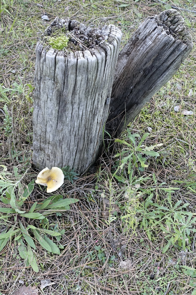 Un champignon isolé