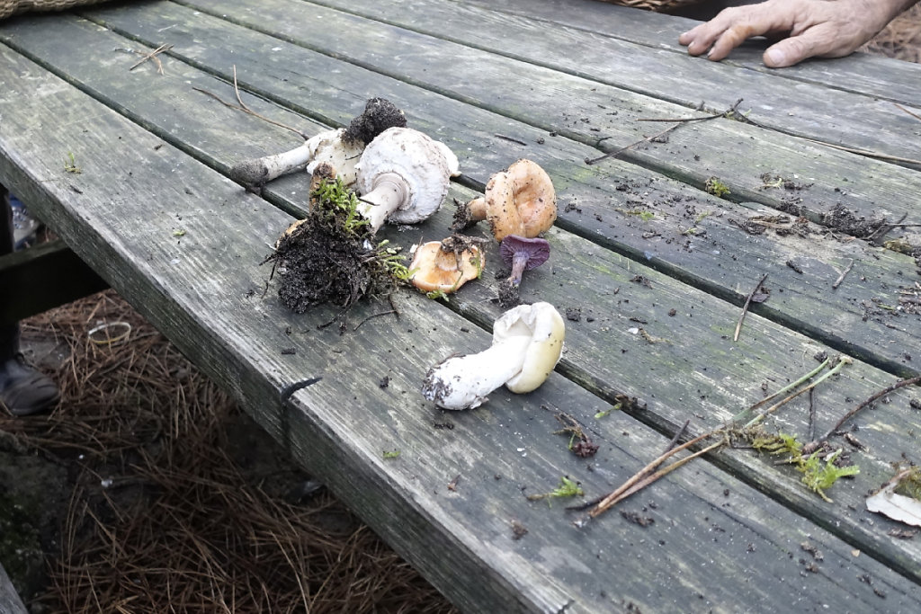 La ceuillette n'est pas très abondante