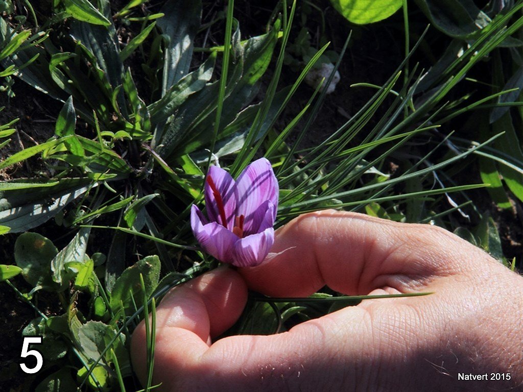 Natvert2015-05.jpg