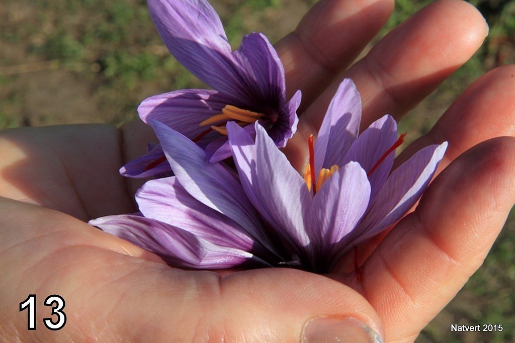 Natvert2015-13.jpg