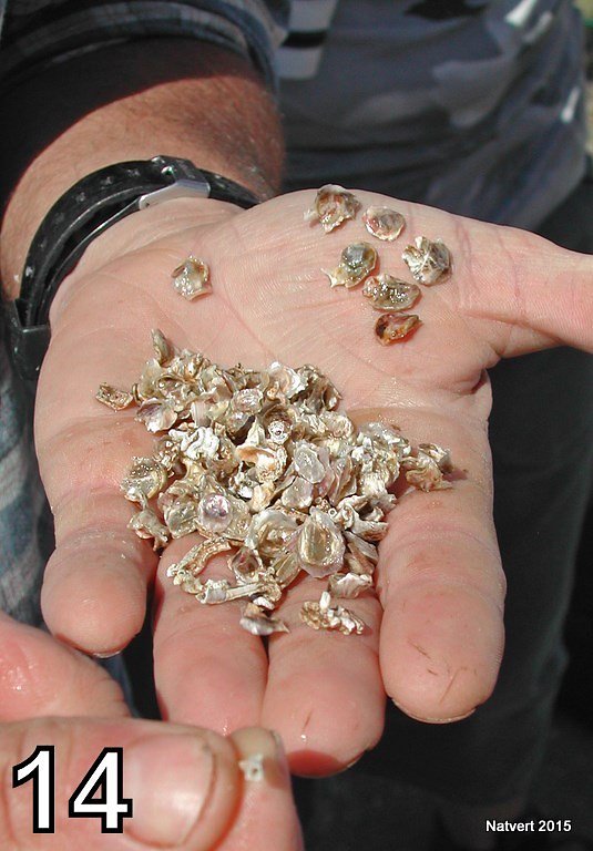 Natvert2015-14.jpg