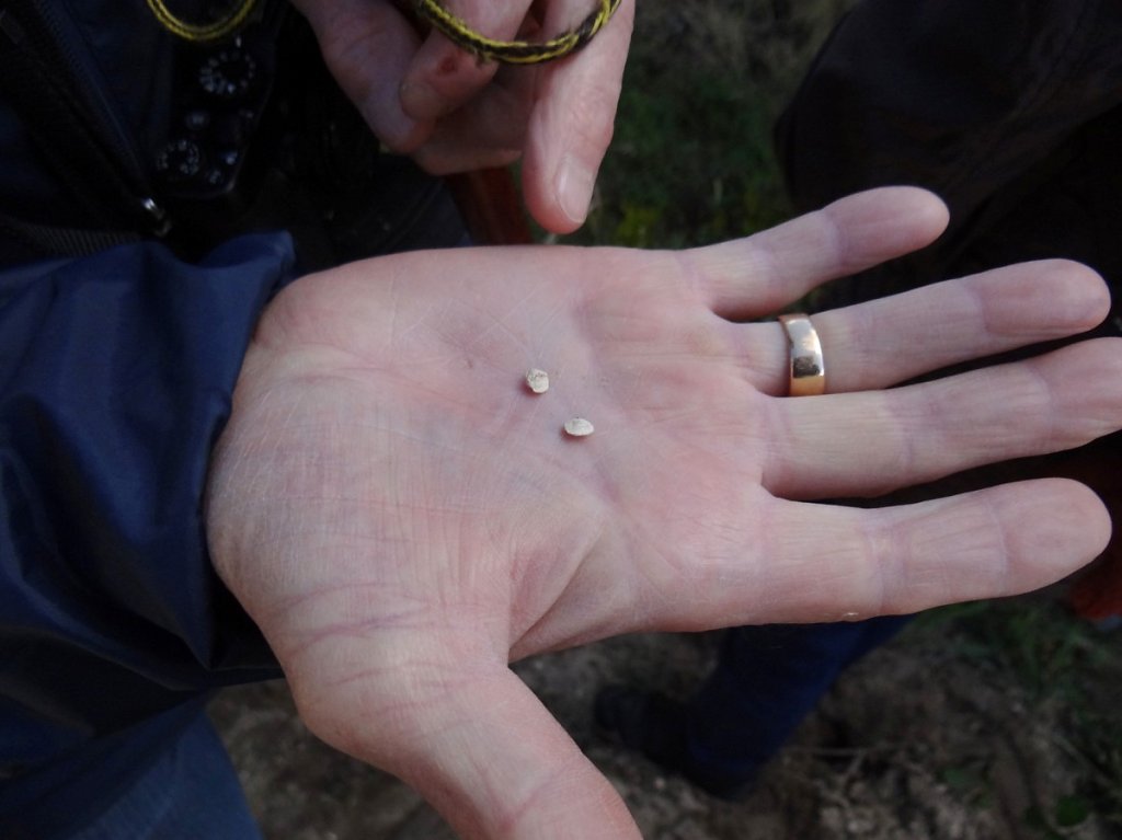 Fossiles orbitoïdes 