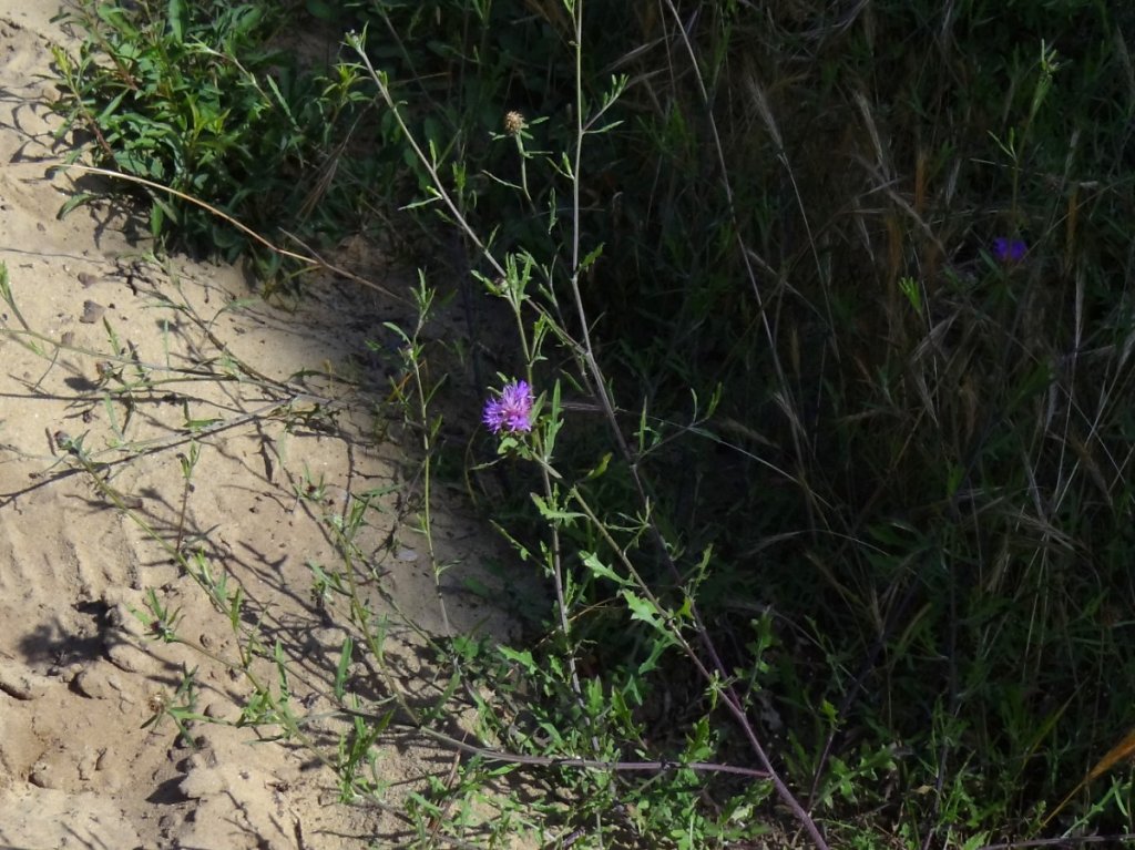 Les Combots d'Ansoine