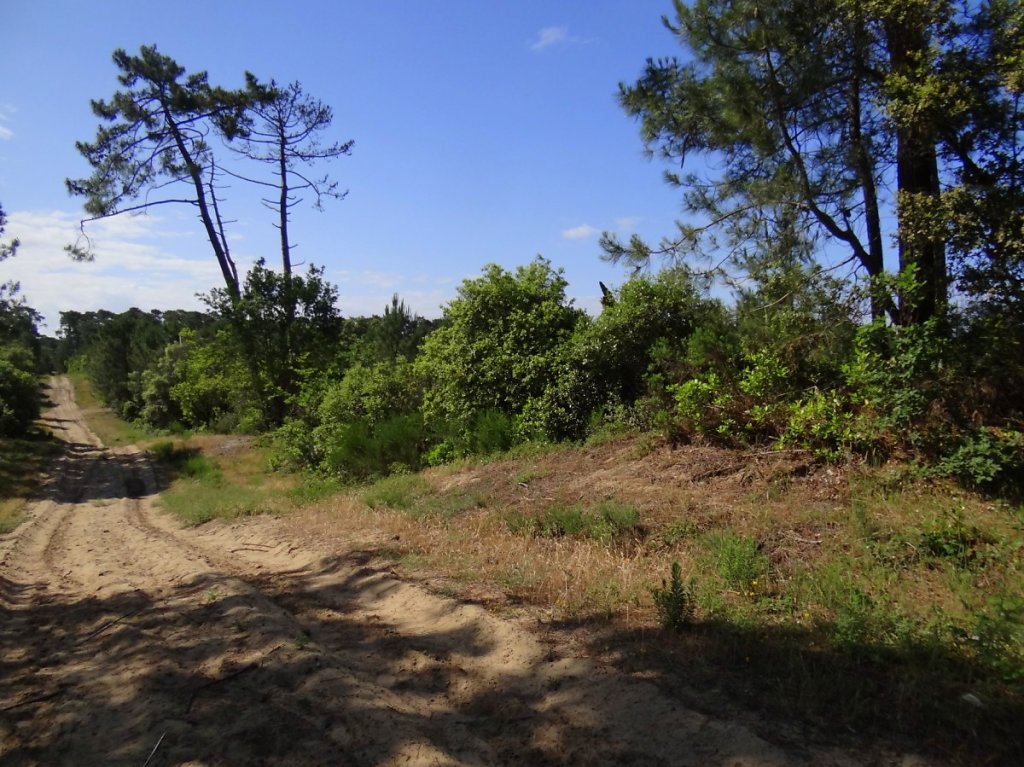 Parcelle en régénération