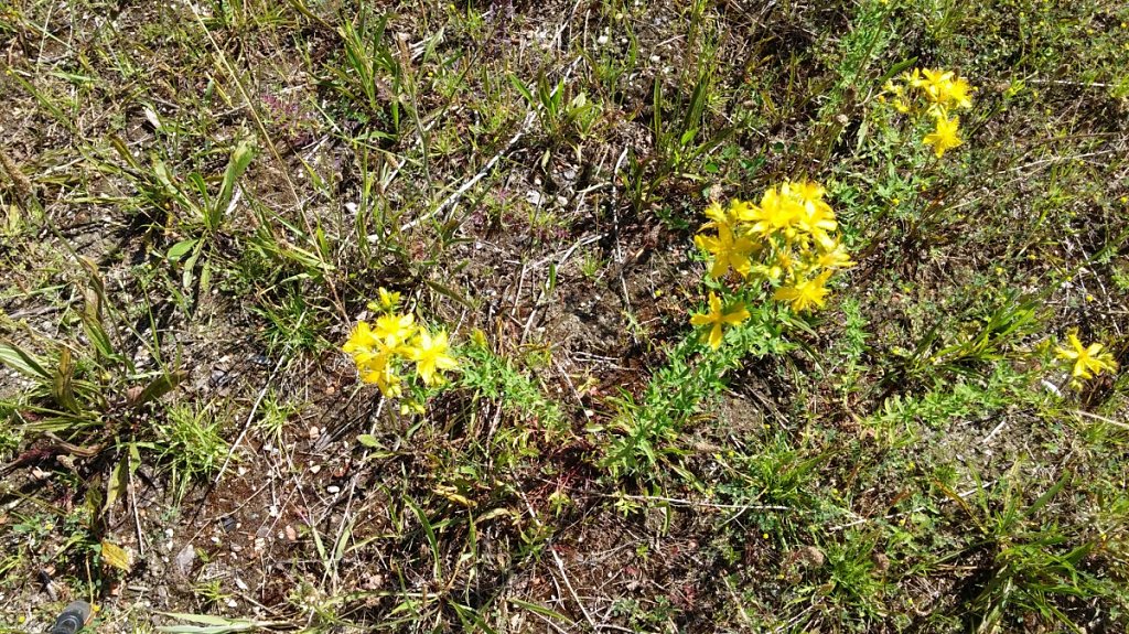 Millepertuis perforé