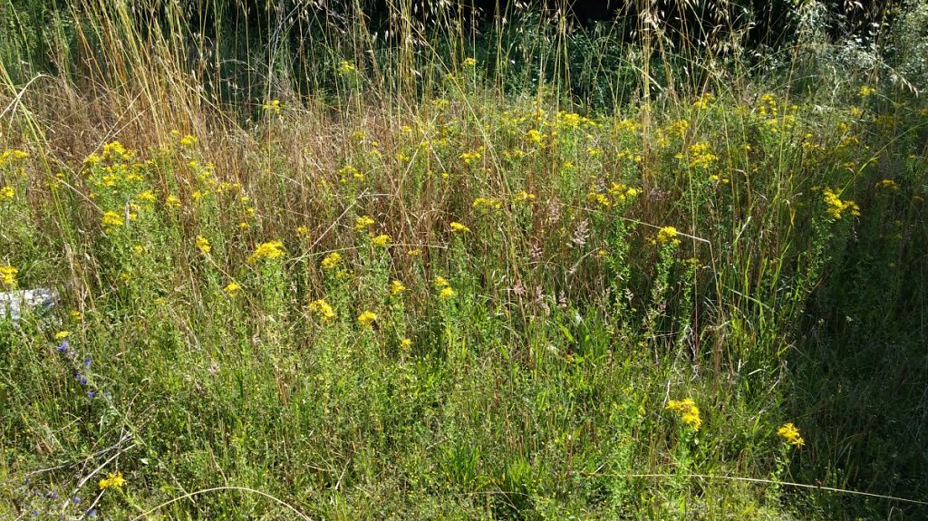 Millepertuis perforé