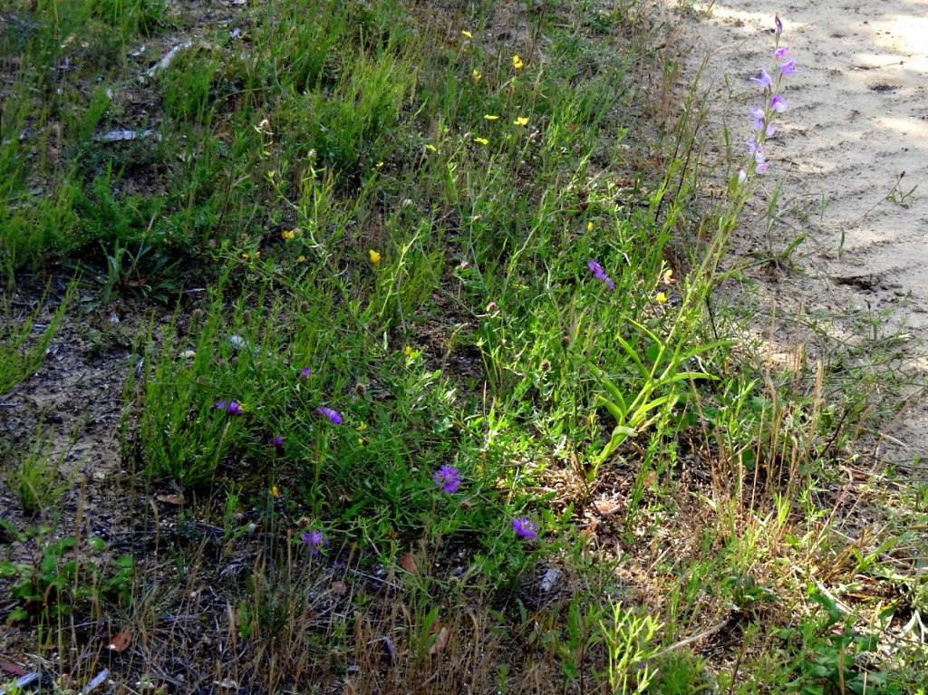 Flore des milieux sableux