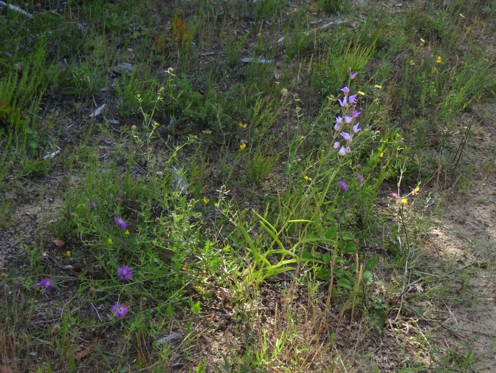 céphalenthère rose